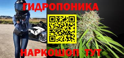 шишки Лесосибирск